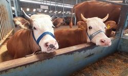 Şap karantinası kaldırıldı