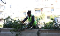 Aydın Büyükşehir Belediyesi’nden yeşil alanlara bakım