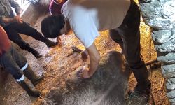 Doğum yapmakta zorlandığı için ekmek bıçağı ile ameliyat edilip sezaryen yapılan inek telef oldu