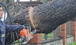 Nazilli'de fırtınayla devrilen dev çam ağacı karayolunu trafiğe kapadı