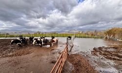 Aşırı yağışlar sonrası hayvanlar güvenli bölgelere alındı