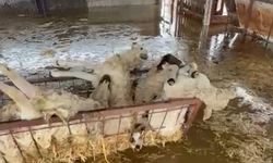 Sular altında kalan hayvan damındaki koyunlar telef oldu