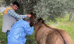 Afrika At Vebası’na karşı çalışma başlatıldı