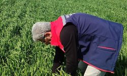 Hububat ekili araziler temiz çıktı