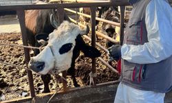 Efeler’de 15 bin hayvan aşılandı