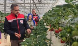 Aydın’da çilek hasadı başladı