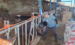 Aydın'da şap ve hastalıklara karşı aşılama çalışmaları sürüyor