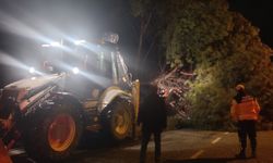 Yağış çam ağacını devirdi, ekipler çalışma başlattı