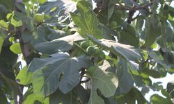 İncir üretiminde yenilenebilir enerjinin etkisi araştırılacak