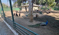 Otobüs bagajından hayvanat bahçesine