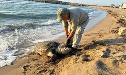 2 yeşil deniz kaplumbağası ve 1 caretta caretta ölü bulundu