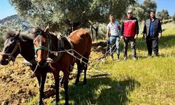Traktörün giremediği zeytinlikte üretim atlarla sürüyor