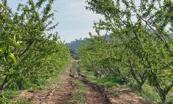 Ağaçlar çiçek açtı, bahçelerde meyve tutumu takibi yapıldı