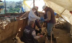 Küçükbaş hayvanlar aşılandı