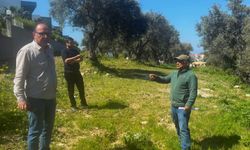 Endemik Tülüşah için inceleme yaptılar