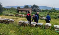 Aydın'da ana arı üretim kovanları denetlendi