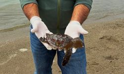 Kuşadası'nda iki deniz kaplumbağası ölü bulundu