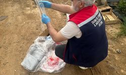 Aydın’da hasat öncesi çilek bahçeleri kontrol edildi