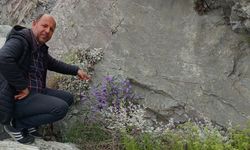 Dünyada sadece Aydın'da yetişen 'Küçük Çan' yok olma tehlikesiyle karşı karşıya