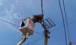 Leylekler yeni yuvasına kavuştu