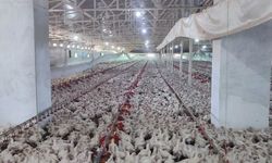 Aydın'da kanatlı üretimi 71 işletmede sürüyor