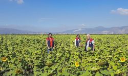 Aydın’da ayçiçeğinde tohum desteği başladı