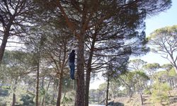 Ekmek parası için komando gibi ağaçlara tırmanıyorlar