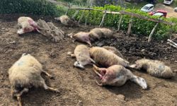 Aydın'da kurt saldırısı vatandaşları tedirgin etti