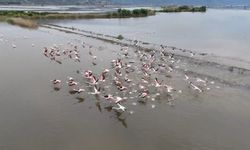 Su altında kalan arazilerde flamingolar görsel şölen oluşturdu