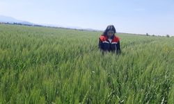 Tarım arazilerinde hastalık ve zararlı mesaisi