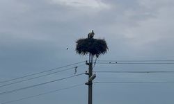 Bozdoğan’da baharın müjdecisi leylekler yuvalarına döndü
