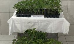 Bozdoğan’da 174 kök kenevir ele geçirildi