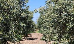 Zeytin üreticilerine zararlı uyarısı