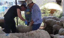 Karpuzlu’da küçükbaş hayvanlar kayıt altına alınıyor