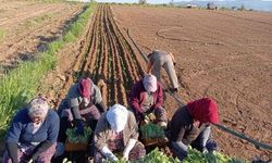 Karacasu'da çiftçilerin tütün mesaisi başladı