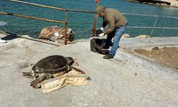 Kuşadası Körfezi'nde ‘deniz kaplumbağası' alarmı