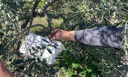 Zeytin güvesine karşı tuzak kurulumları başladı