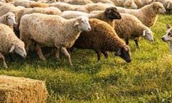 Karacasu'da sürü yönetimi kursu başlıyor