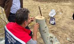 Üreticilere cevizde aşılama eğitimi verilecek