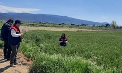 Hububat ekili araziler denetlendi