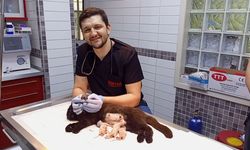 Nazilli’de anne ve 3 yavru kurtarıldı