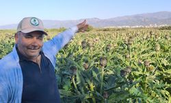 Nazilli’de ilk kez yetiştirildi.. Uzun yaşam kültürüne yeni katkı