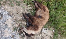 Nazilli’de vicdanları sızlatan görüntü.. Masum bir cana kıyıldı