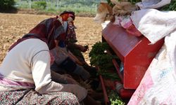 Aydın'da biberler toprakla buluştu
