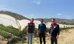 Çilek bahçelerinde pestisit denetimi