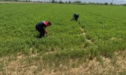 Aydın’da kuraklıkla mücadele çalışmaları sürüyor