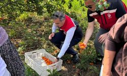 Kayısı bahçelerinde hasat başladı