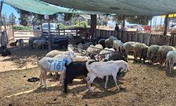 Kurbanlıklar satışa çıktı