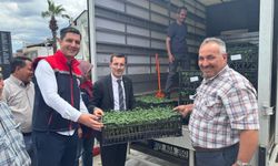 Bozdoğan'da üreticilere 14 bin domates fidesi dağıtıldı