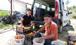 Dangalak domatesin hasadı başladı